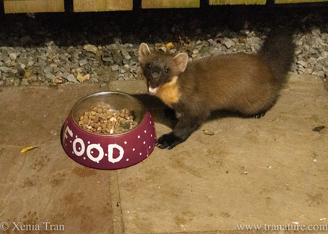 a pine marten chewing nuts from a food bowl