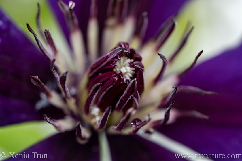 macro shot of the heart of a purple clematis flower with raindrops