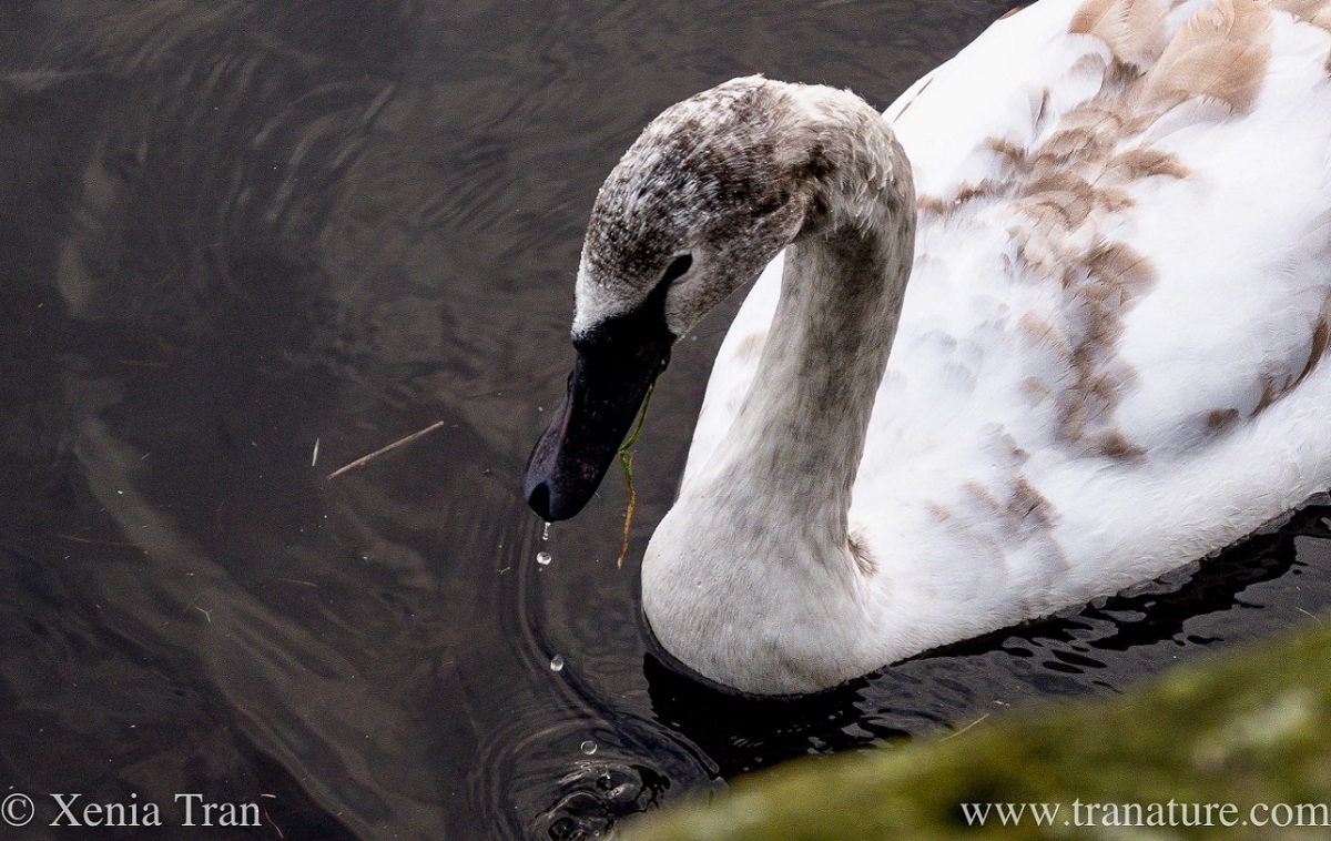 close up of a cygnet on the river with water drops falling from her beak