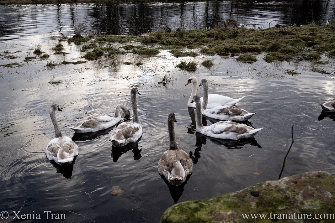 six cygnets looking towards their mother swan on the river
