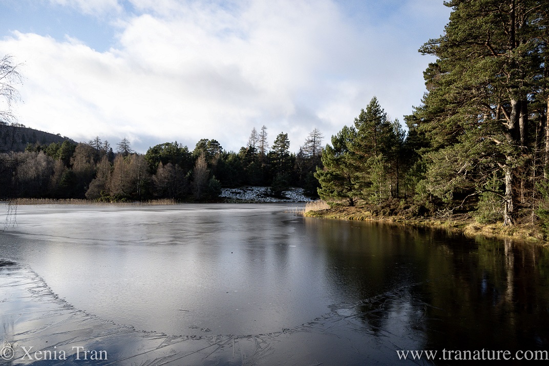view of a frozen Lochan Mor and the southern shore