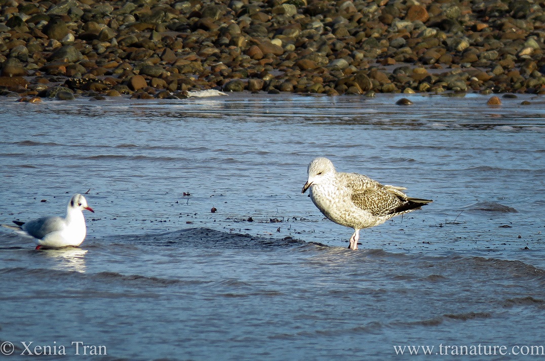 a black headed gull and a herring gull chick side by side in the shallows