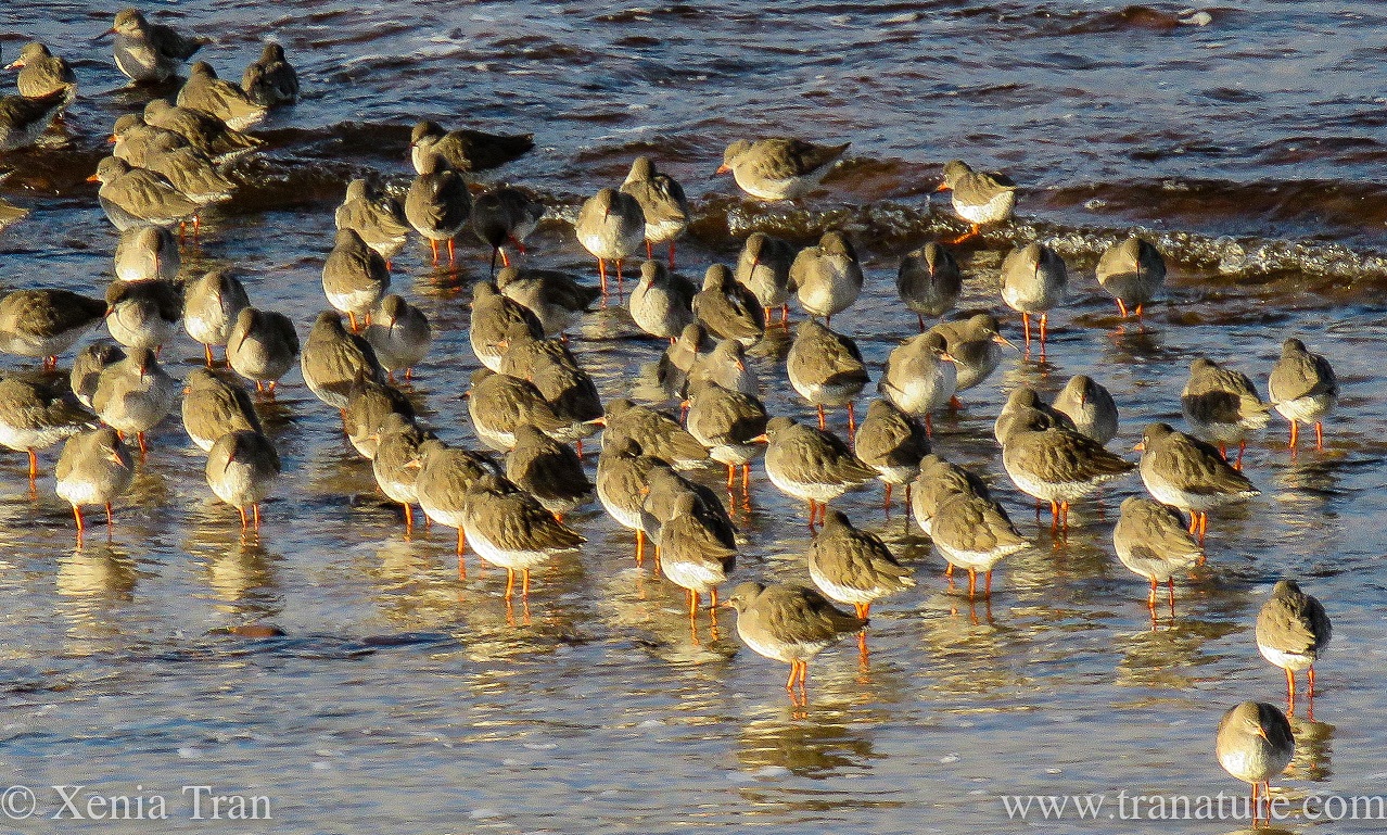 red shank roosting in the shallows