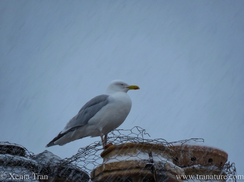 a herring gull braving the snow storm from the top of a chimney stack