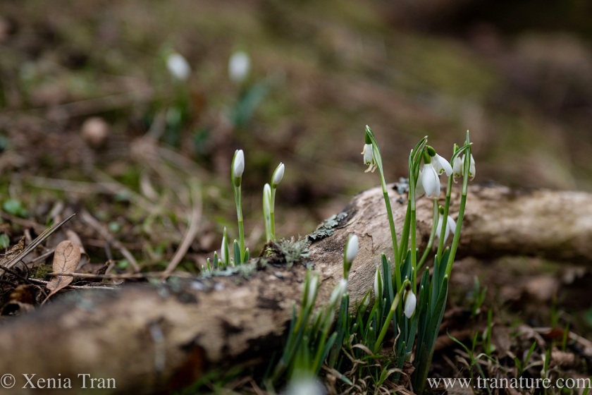 close up of early snowdrops near a fallen branch