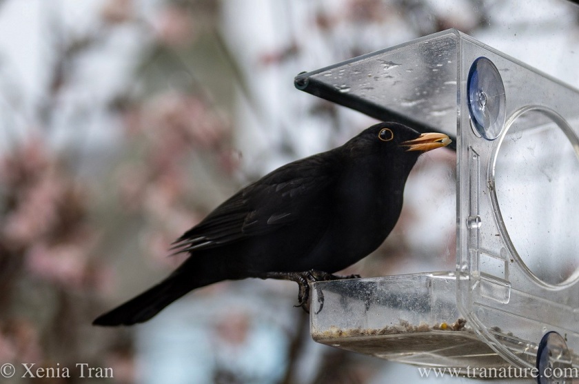 a blackbird on a window feeder with a seed in his mouth