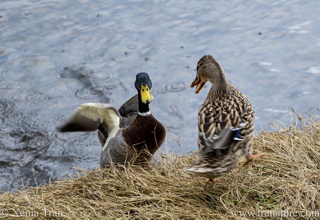 a mallard drake climbing on to the river bank in front of a female mallard