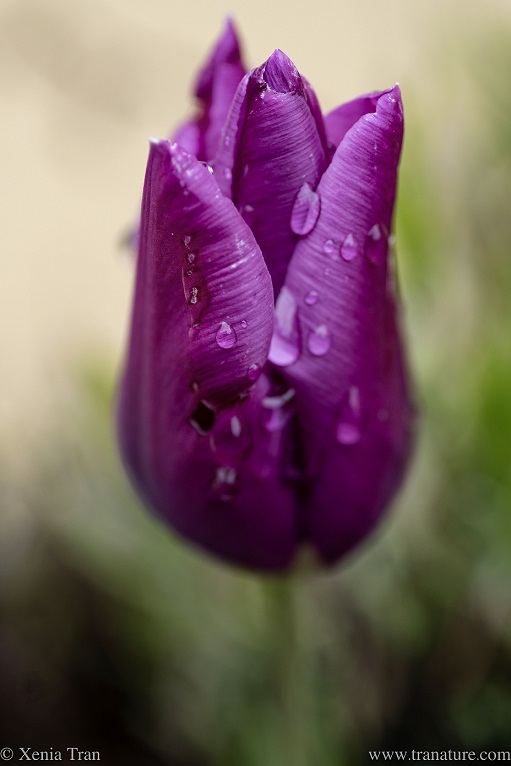 close up of a purple tulip with raindrops