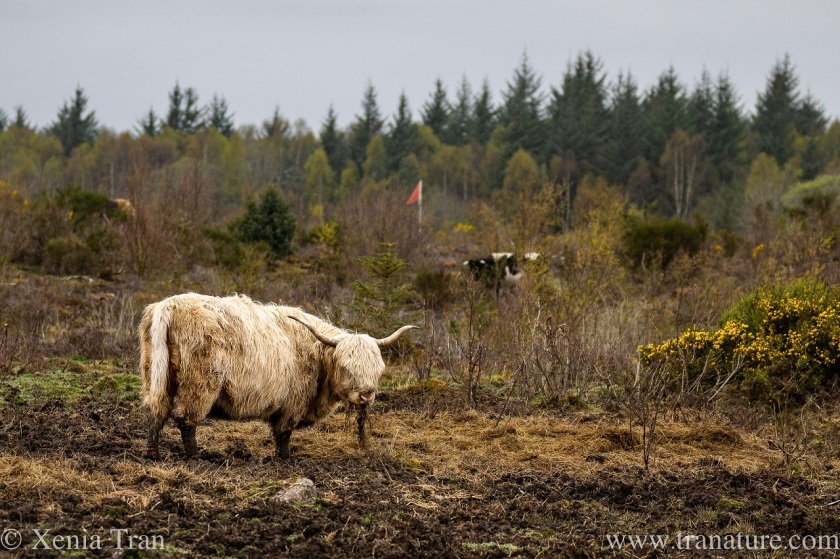 a blonde highland cow eating dried winter grass on the moors