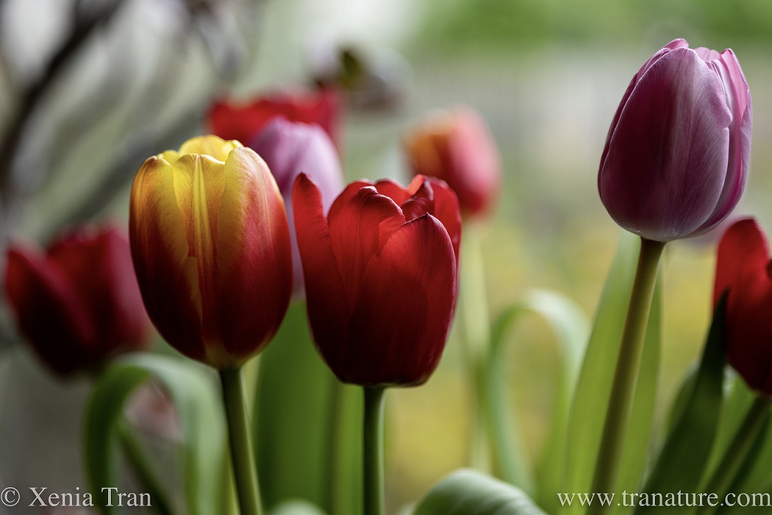close up of rainbow tulips in a vase