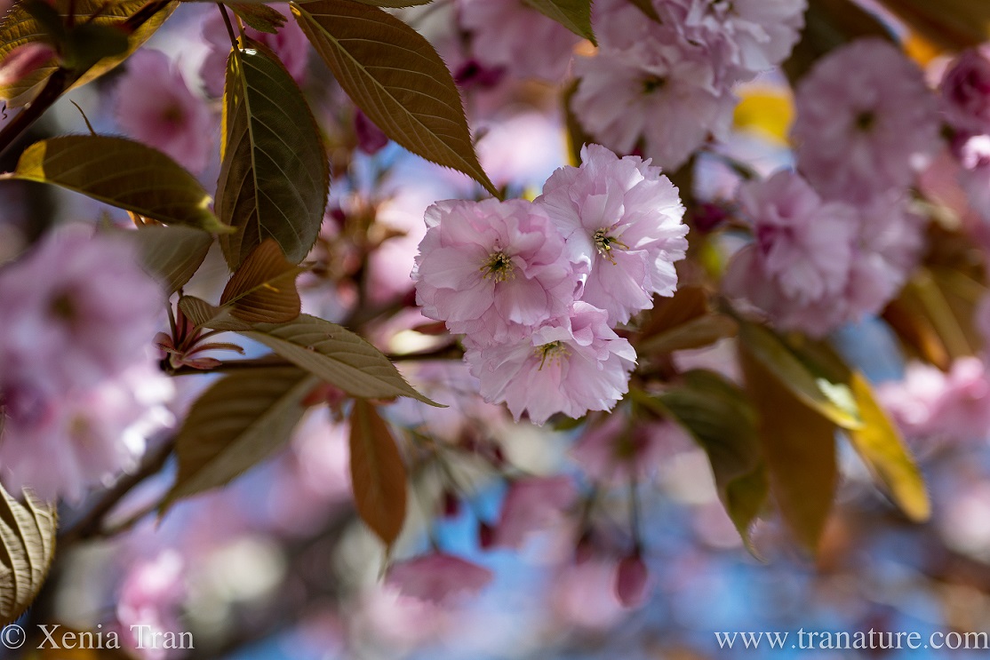 close up of cherry blossoms in dappled light