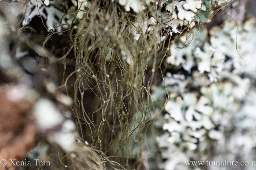 macro capture of monk's hood and beard lichen