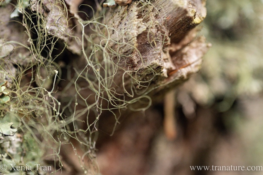 macro capture of bearded lichen and monkshood lichen growing on a dead branch