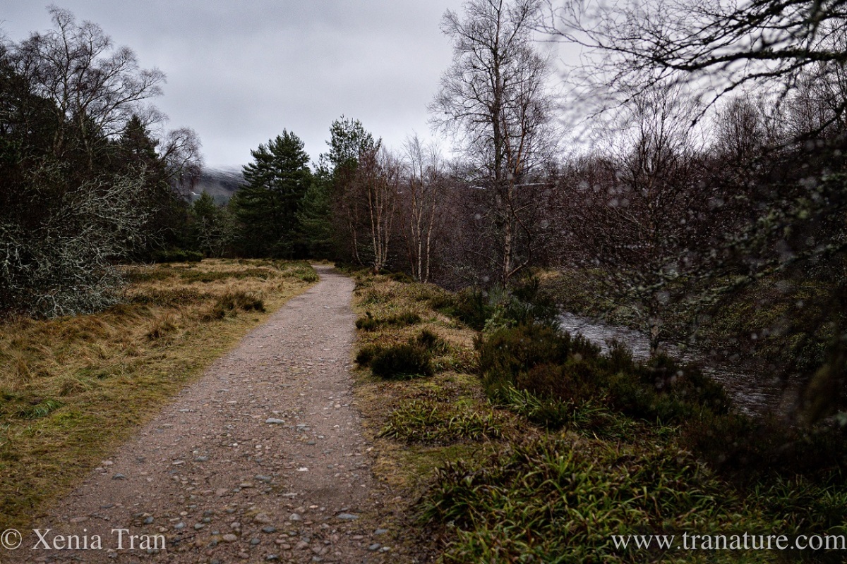 a forest trail on a cloudy winter's day