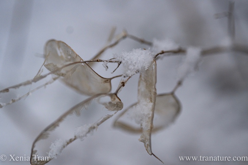 close up of snow-covered lunaria annua seed pods