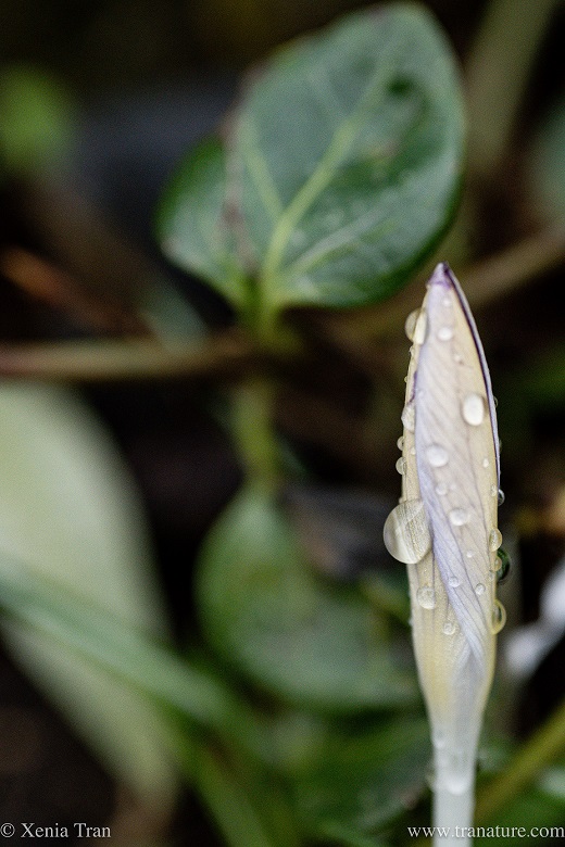 close up of a white crocus bud covered in small raindrops