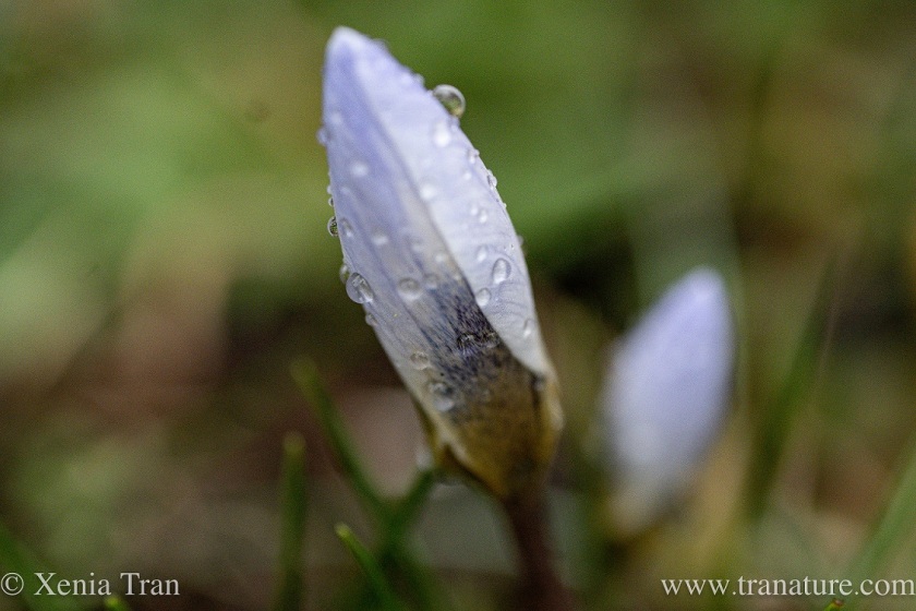 close up of a lilac crocus bud covered in small raindrops