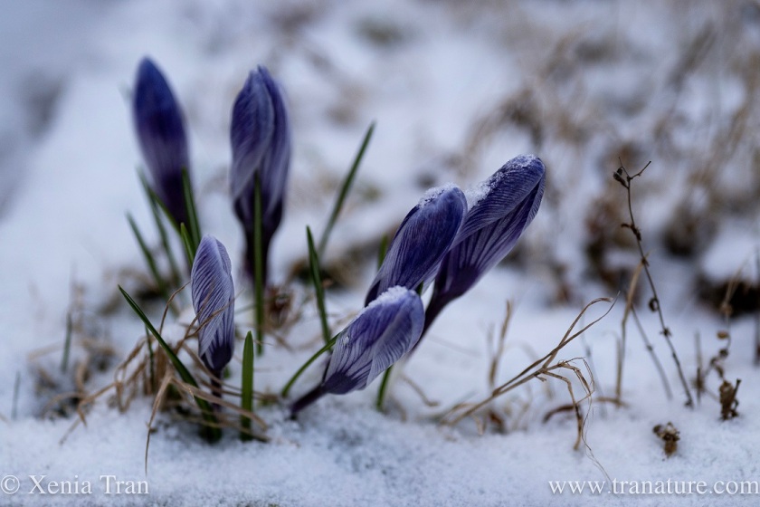 lilac white crocus buds appearing through snow