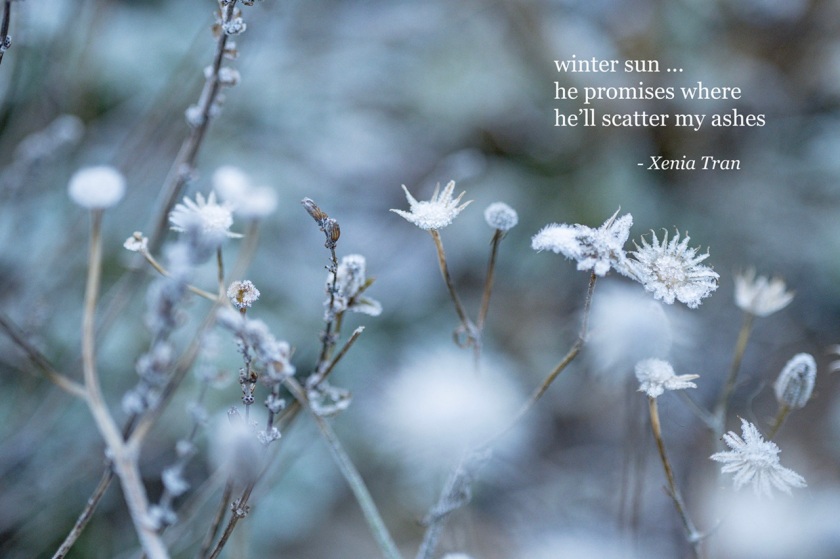 Haiku: Winter Sun